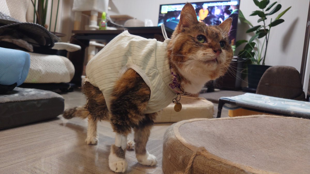 mrs3cat2's tweet photo. 先週の金曜日に手術を受けてきた萩ちゃん🐱高齢なので麻酔のリスクが心配だったけど、無事に昨日退院しました😊よく��張ってくれました🥹とりあえず一安心😌 https://t.co/efFVF5iIIj