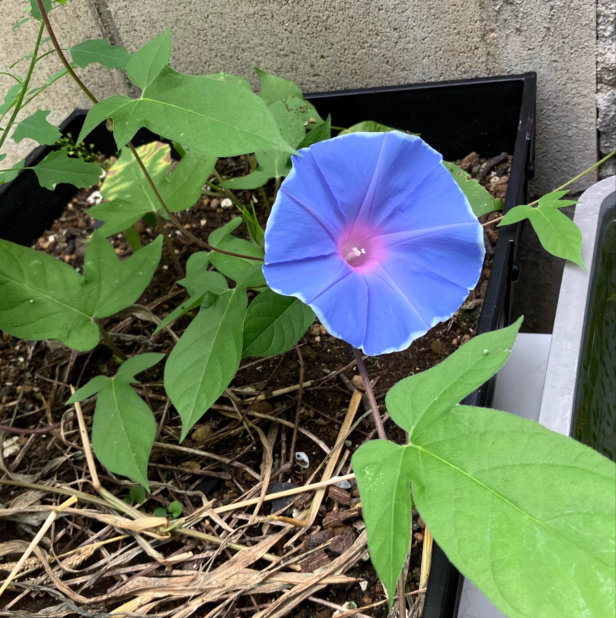 くろまめ🌱 on X: 