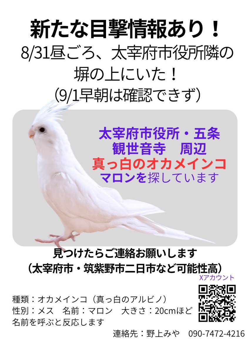 image_coral's tweet photo. 【拡散希望｜新たな目撃情報あり】

8/28朝、太宰府市青山から逃げた
真っ白なオカメインコ「マロン」

8/31昼頃、太宰府市役所付近の塀の上で
目撃情報がありました。

9/1早朝には見つからず、
現在、市役所・五条・観世音寺周辺を中心に探しています。

見かけた方はどんな情報でも構いません。 https://t.co/mx6sc9g2gd