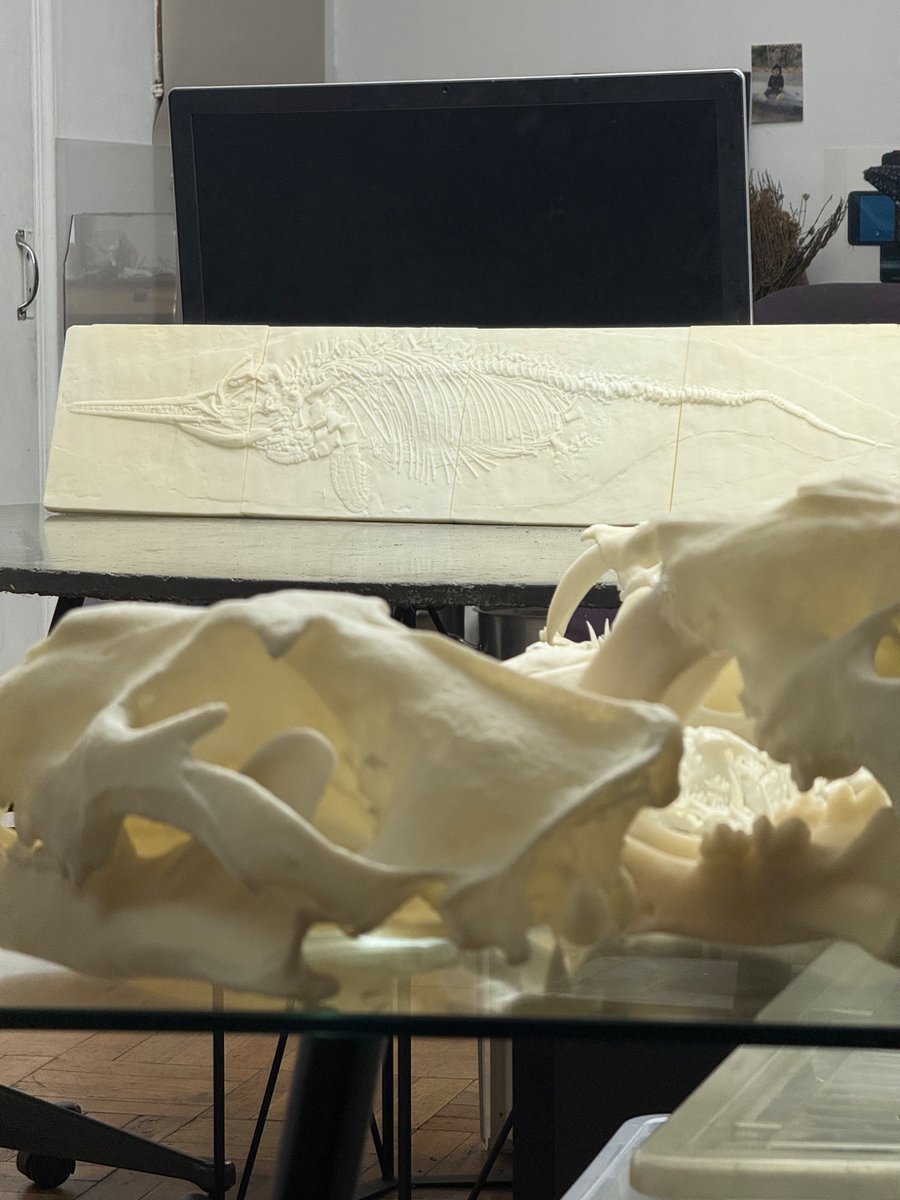 EmileStraub's tweet photo. Ichthyosaurus 1:1 https://t.co/7wo8hn5VMY