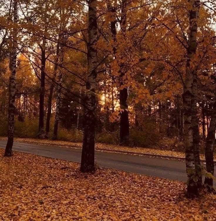 layxsnv's tweet photo. 🍁 HELLO FALL… WE’VE BEEN WAITING ON YOU! 🍂✨ https://t.co/UflyXYmpCt