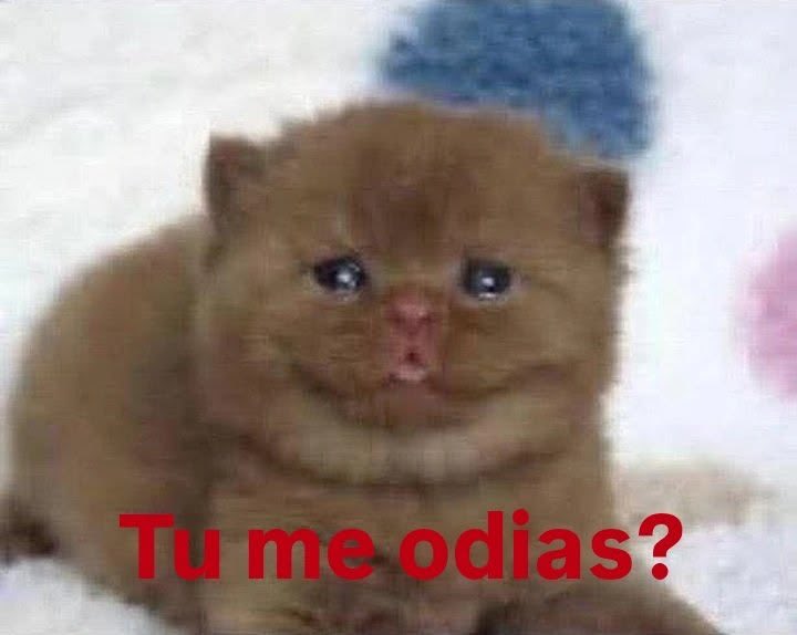 vaestarr's tweet photo. yo con cualquier personas que m hable: https://t.co/mXaYOPYwuc