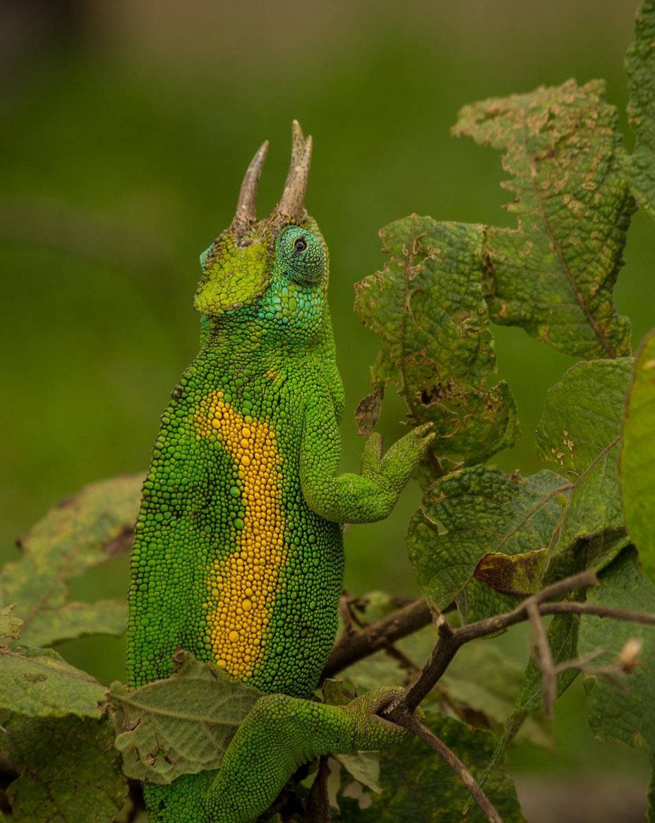 BwindiPark's tweet photo. Ever seen a chameleon up close? Bwindi's got 3 species! Watch these color-changing masters blend in with the forest. It's like real-life magic! Book your reptile walk at https://t.co/UYKELkAssy!  #bwindiimpenetrablepark
#bwindinationalpark
#bwindipark https://t.co/cINEB99yvi