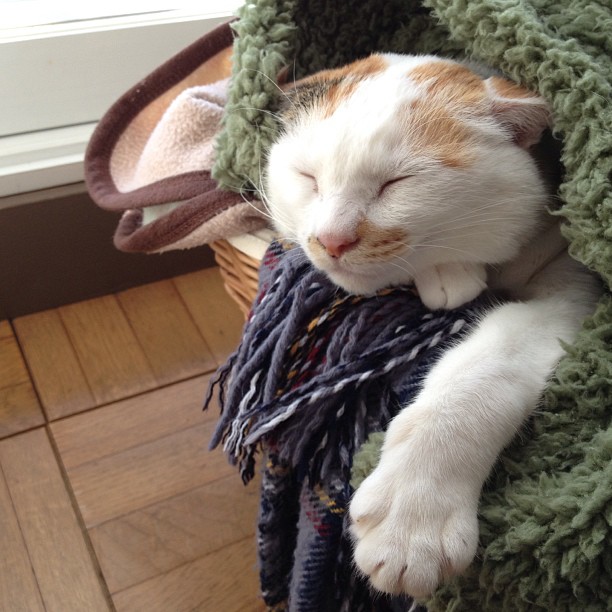 NathanSoulmc's tweet photo. 意識が途切れる瞬間の脱力感。あんなふうに全てを委ねて眠れることが、どれほど贅沢な安らぎなのかと思う。 https://t.co/k1SfbHAOM1