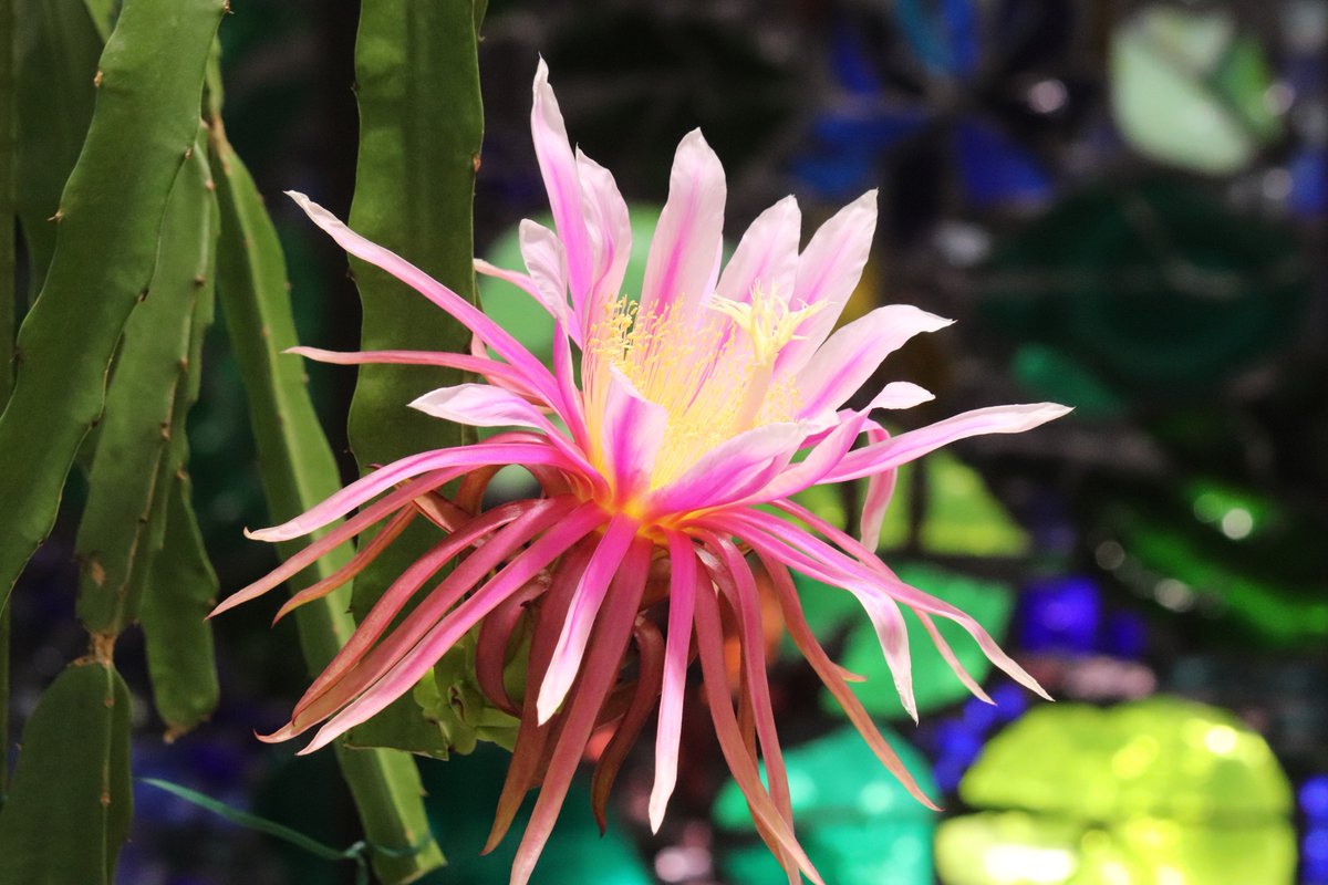 咲くやこの花館 on X: 