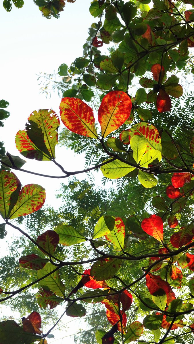 parthosarathi_b's tweet photo. Hello, September! 🌿☀️
New month, new views, new memories to make.
Here’s to a beautiful month ahead! https://t.co/o3WeFhZqKA