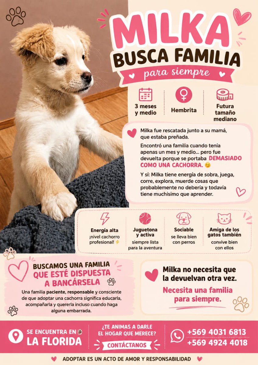Natyau's tweet photo. Ayudemos a Milka a encontrar un hogar! https://t.co/qeE35O6TRG