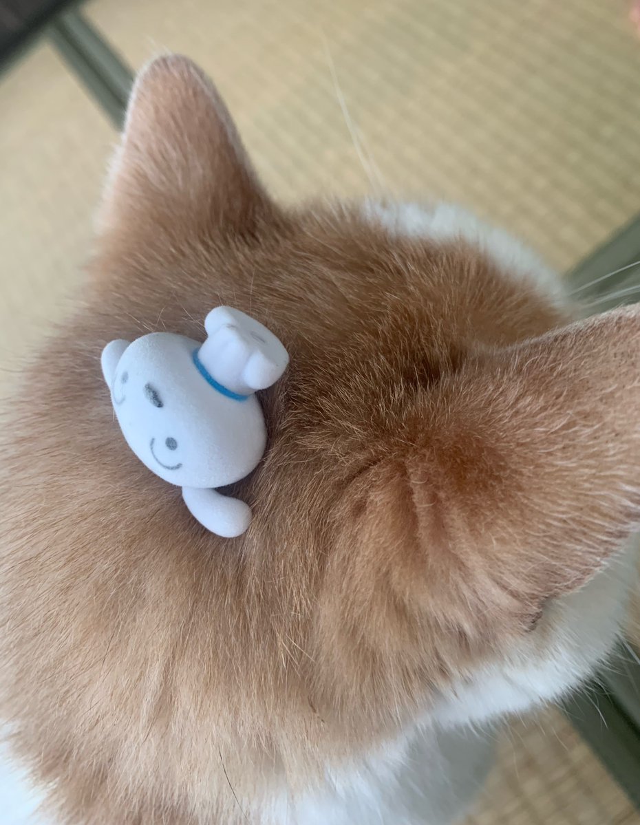 erincoeppi's tweet photo. 朝のチロルさん🐈🐱
あたまに息子が
シロのせてた🤭笑

かるいから全然気づかなくて笑

ポトって落ちてから
チロちゃんニャニャッニャ！って怒っててww https://t.co/MuEFUNmW1R
