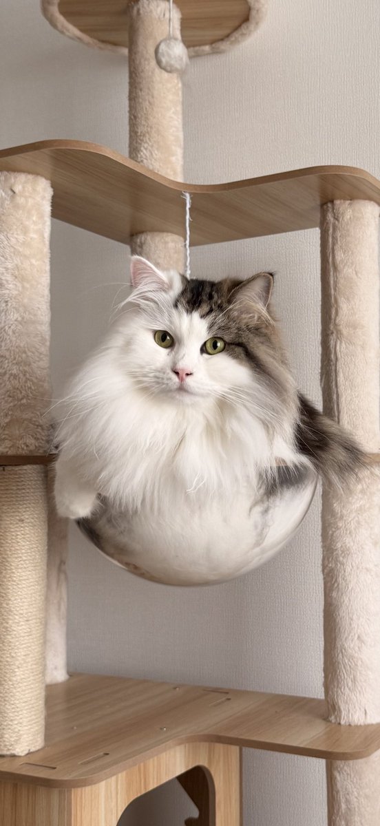 pipe_siberian's tweet photo. にょろん
#猫
#サイベリアン
#猫と暮らす生活 https://t.co/ht2hs8VWon