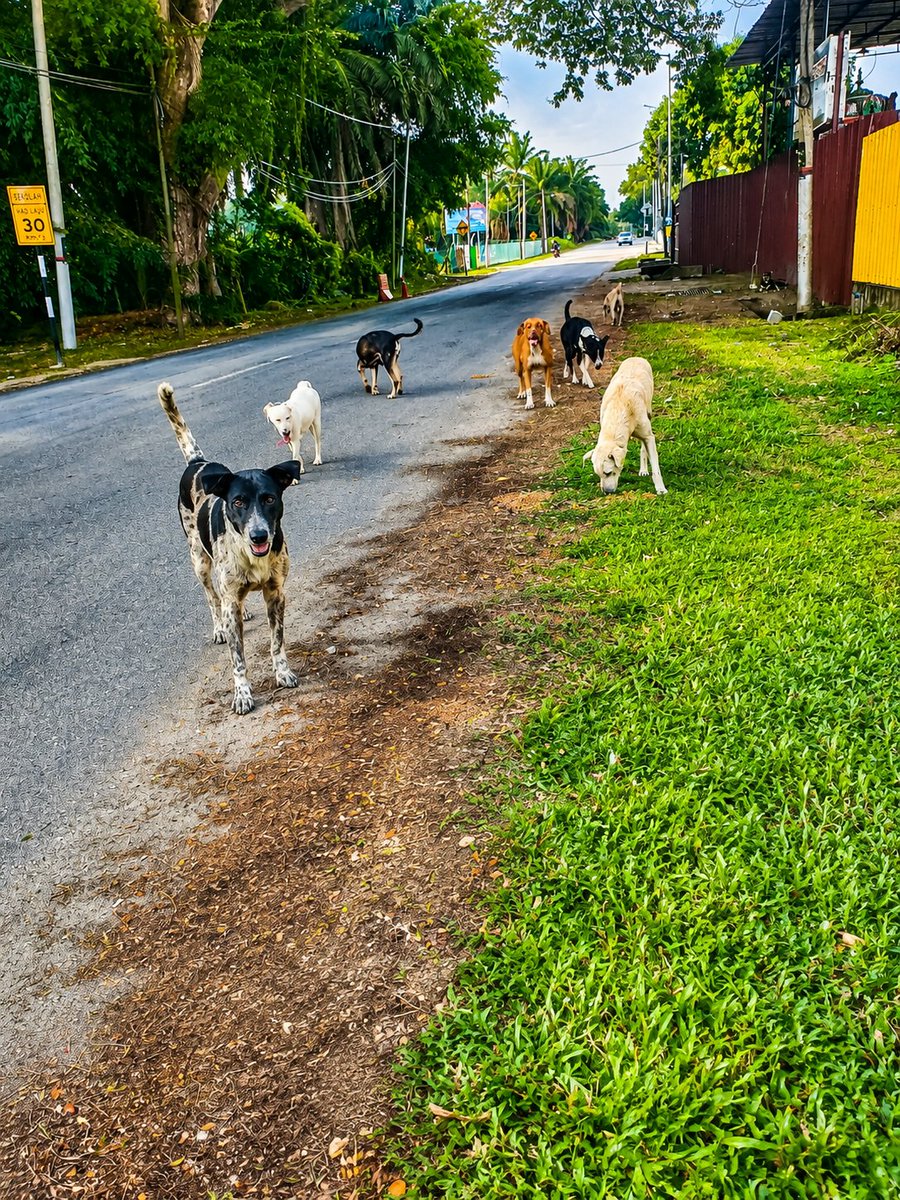 kyril_graguks's tweet photo. Nasib anak2 jalanan bro.Nampak hutan kecil dibelah kiri itu. Disitulah 🐕‍🦺tua&muda bersembunyi dari manusia2.
Hanya keluar bila bro sampai utk makanan namun hari ni hutan belukar kecil itu akan digondolkan utk buat perumahan baru.Terpaksa akur.
Jem,mana budak2 ni nak tinggal.Terdedah mereka bakal mengundang risiko yg tinggi.Doakan mereka selamat.Bro dah x tahu nak simpan mereka dimana lagi.Ujian demi ujian.