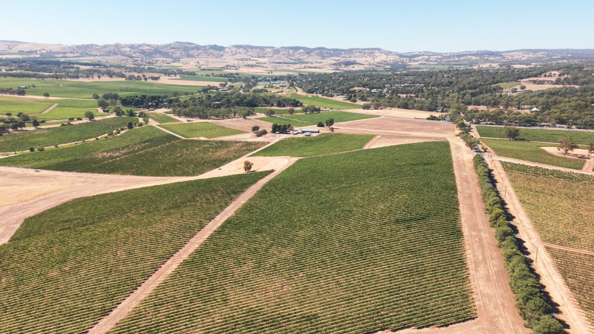 C31Melbourne's tweet photo. This Sunday night tune in to C31 at 9pm for a brand-new episode of 'The Cellar Door Australia' where Lee heads to South Australia and pays a visit to the amazing 1837 Barossa. 

Don't forget - you can always catch up on the series via CTV Plus!

#CellarDoorAU https://t.co/3gKFeSKJza