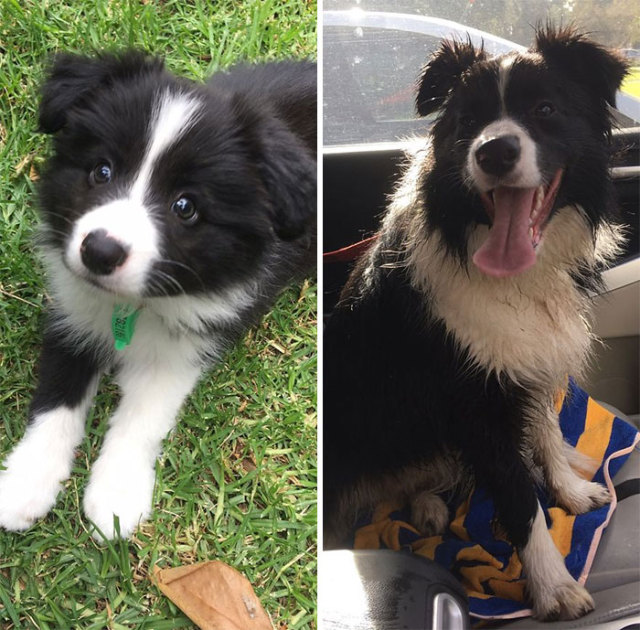 LogeshLS9's tweet photo. My tiny furball turned into a playful little buddy this week— watching them grow day by day is the sweetest joy!  #PetLove #PuppyGrowth https://t.co/wqSx47OqiI
