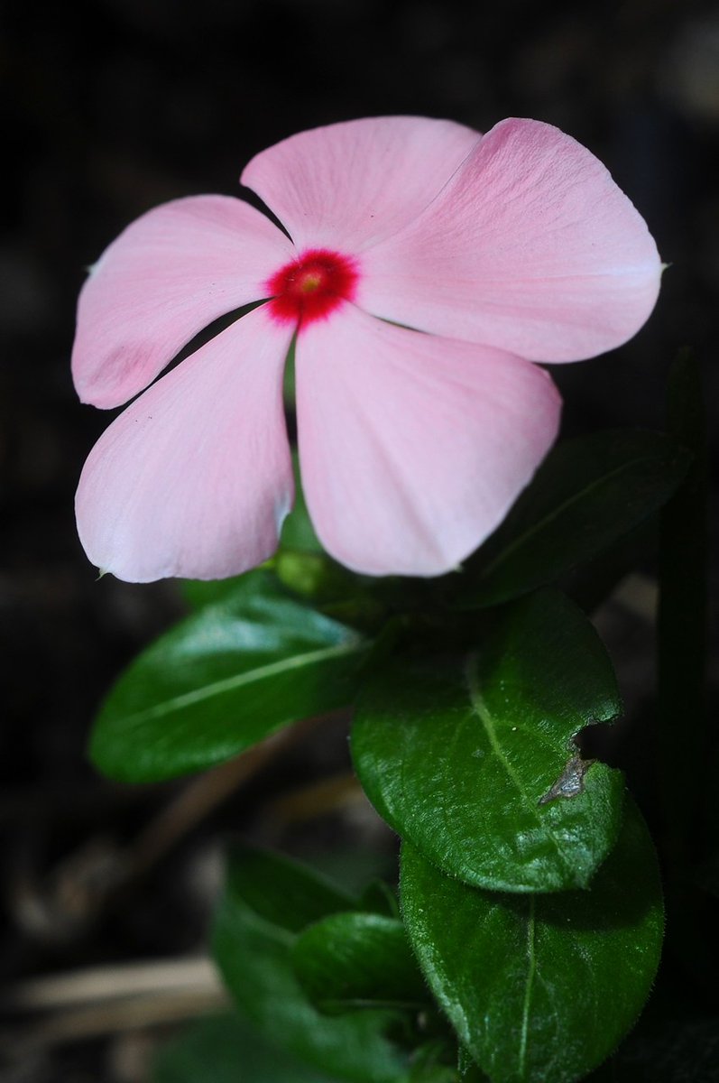 nash_vwh's tweet photo. 2026.09.01 　FlowerPhoto
明日から天気下り坂予報の岡山市、今日は依然35℃オーバー、陽射しの強い午後になっています。
（Nikonオールド単焦点マクロ）
ISO200  f 5.6  1/200 s秒 JPEG
#MicroNikkor Ai55mmf3.5　#オールドレンズ
#D300S Nikon DX (APS-C)　トリミングあり https://t.co/cQ4RZy8poG