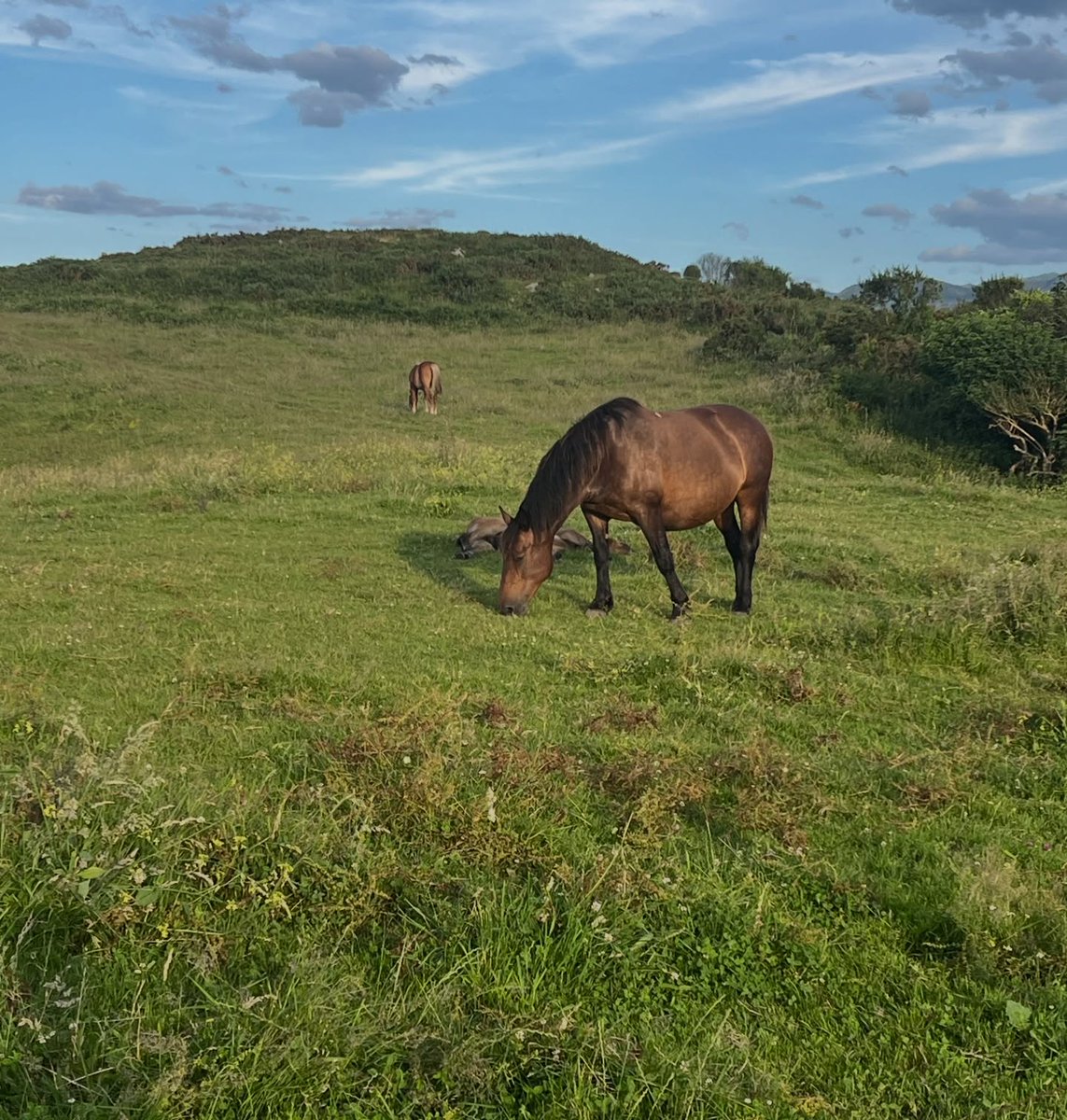 ErikaDark's tweet photo. Ojalá volver pronto: paseos asturianos, playa y amigos animalísticos cada día. Estos paisajes no tienen precio; la vida es más sencilla y la mochila, más ligera. Una maravilla a la que siempre quiero regresar. Besitos con sabor a... ¿te gusta? https://t.co/lbAG4CiOL0