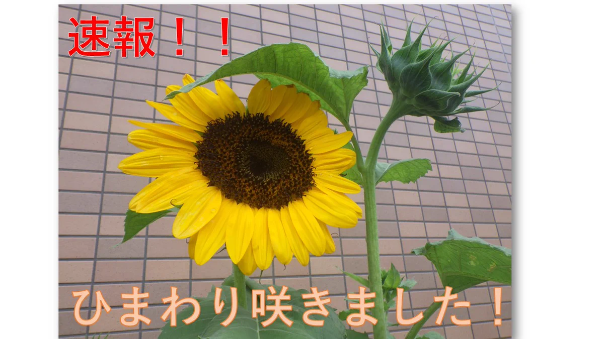 和歌山県警察 on X: 