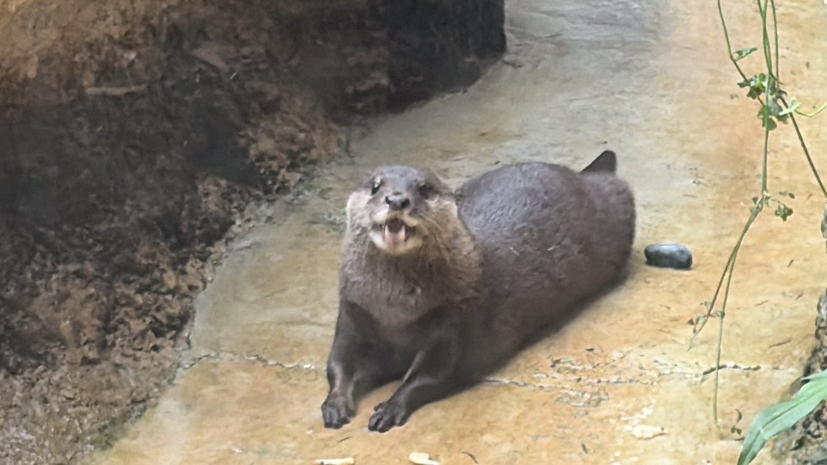 mikopul12's tweet photo. ちょっと時間あったのでフラッと行ってきました。
 #上野動物園
 #ガクくん https://t.co/mmY3KOwoE0