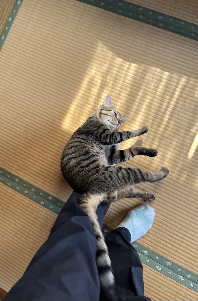 6nonno1's tweet photo. きょも晴天続き☀️風の強い日でしたが全然涼しくないクソ暑い日でしたね🥵💧

夕暮れ☆秋の夜空かな🙄暗い海💀💦
~帰宅後のスリスリ~😽スルッと滑ってくw😁
今日も１日お疲れさまでした！
#保護猫 #猫 #キジトラ https://t.co/qfaxHe3Ghg