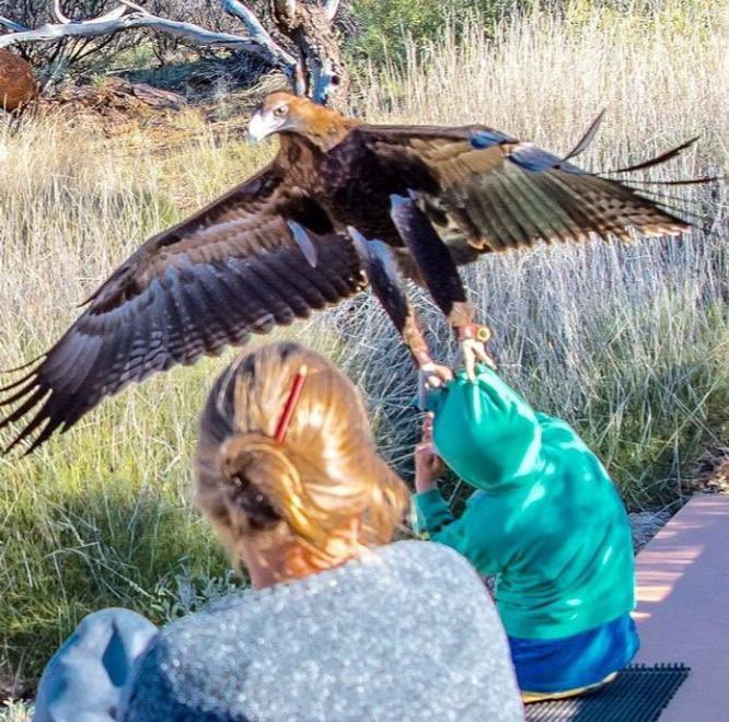 TheSalesRoo's tweet photo. The American mind cannot comprehend eagles in Australia can try to steal your children &amp; pick up live foxes in broad day light. 

These eagles can have up to 9.3 foot wingspan. They attack &amp; eat kangaroos too. Swipe left. 😂 https://t.co/VmIA659nZo