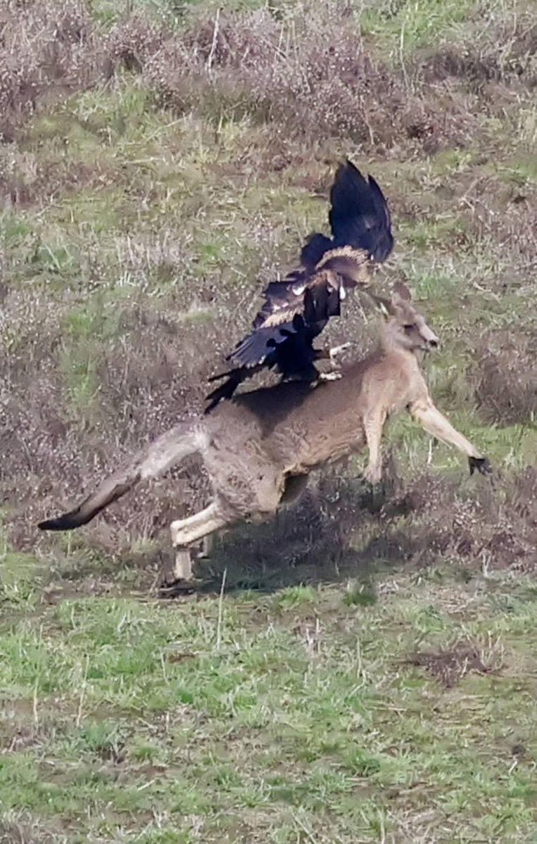 TheSalesRoo's tweet photo. The American mind cannot comprehend eagles in Australia can try to steal your children &amp; pick up live foxes in broad day light. 

These eagles can have up to 9.3 foot wingspan. They attack &amp; eat kangaroos too. Swipe left. 😂 https://t.co/VmIA659nZo