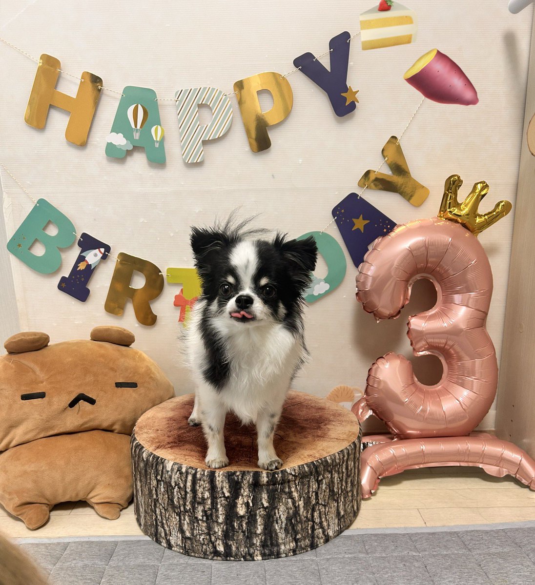ushimaru0901's tweet photo. うし丸3歳のお誕生日おめでとう🎉🎂🎉
お引っ越しがあったりして環境の変化もありドタバタしちゃうけど、みんなで楽しく元気に乗り越えようね✨うちの子になってくれてありがとう💕

3歳になりお耳は…なぜか両耳垂れました。 https://t.co/ahbcY5a9Cs