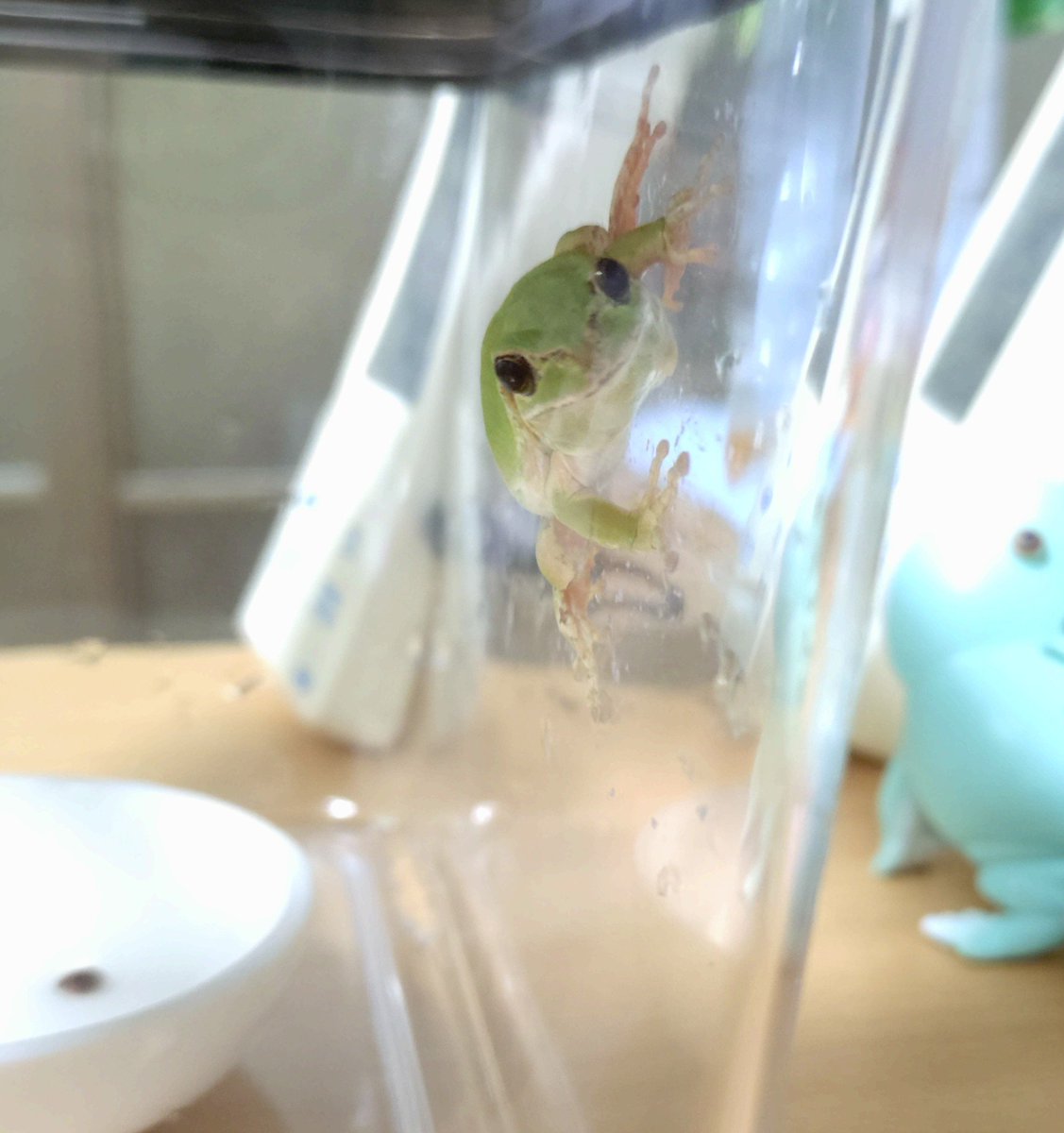 kaeru_hodo's tweet photo. うんちハイで暴れまわるイケメン君と
うんち後の虚無なイエアメさん

#今日のアマガエル
#今日のイエアメガエル https://t.co/JwKXHTi7LO