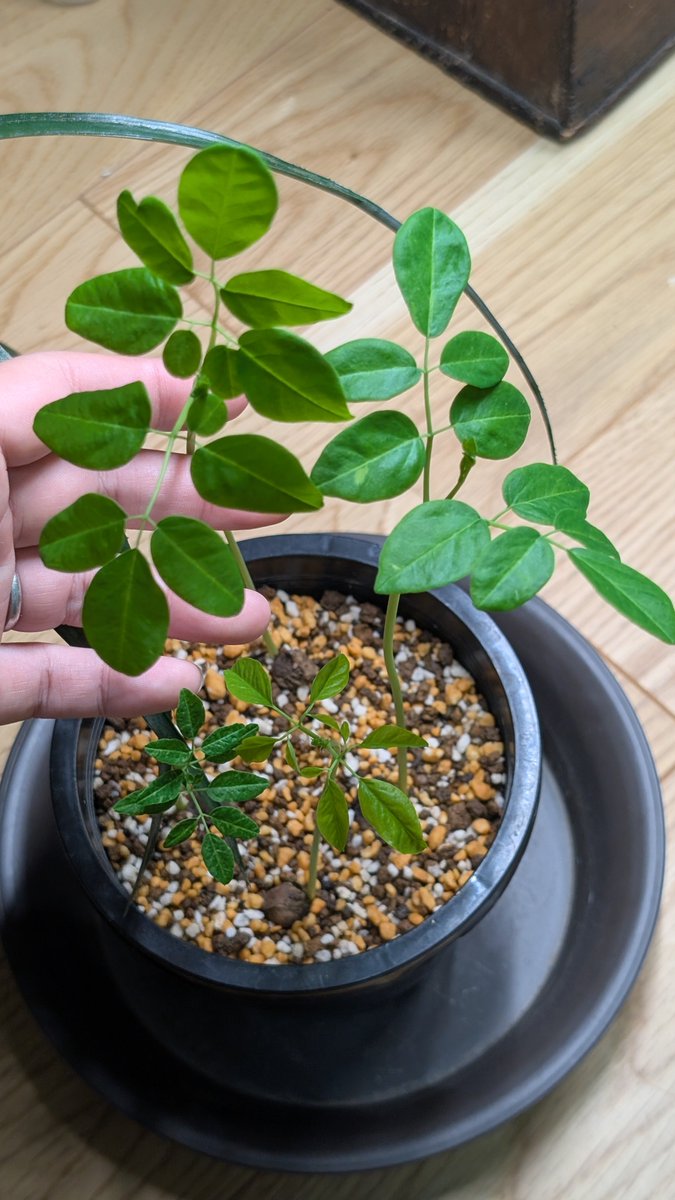 nora_tmt's tweet photo. 先日のモリンガなんですが、数日でこんなに大きくなりました…！🌱
なんだこの成長速度。スーパーすごい。 https://t.co/5mozbYkkli