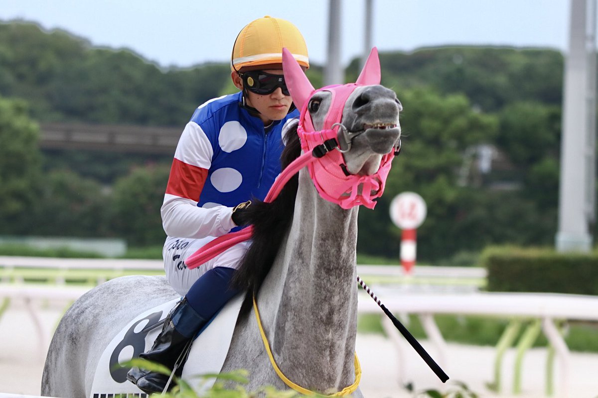 chiikawa_opan's tweet photo. スモモモモモモモモ
毎度お馴染みの馬場入りスモたん🍑
#スモモモモモモモモ
#アンライバルド産駒
#佐宗応和厩舎
田中洸多 騎手
2026/09/01 大井 1R https://t.co/hx2dQknLAf