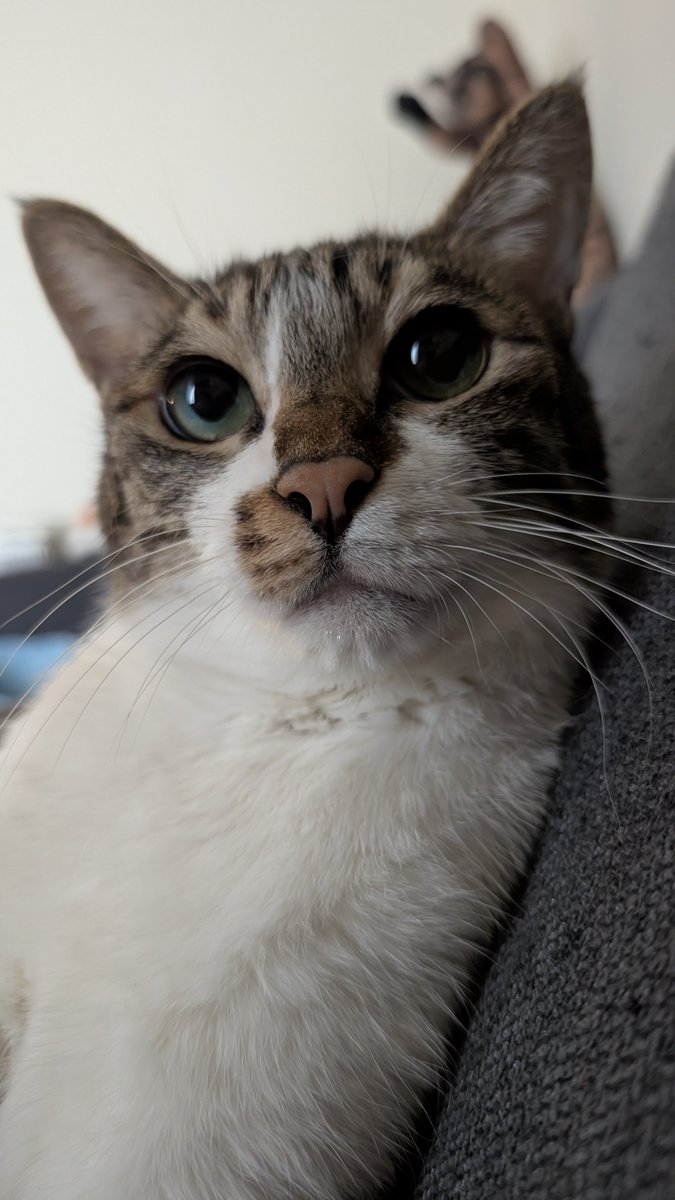 blue_noracat's tweet photo. ﾈｺﾁｬﾝのおめめは神様がそれはそれは丹念に宝石を削ってひとつずつ作っているので、ドブみてぇな目をしたﾎﾓｻﾋﾟとは違って、どのﾈｺﾁｬﾝの目も美しいのです https://t.co/6Xpebye6HY