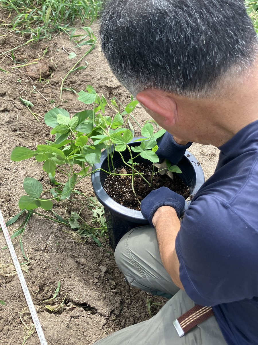ichitengo's tweet photo. 大豆さん@畑

そうなんです。
畑に種は植えんです！
植えたんです。
7月炎天下の中。
でも生えなかったんです😭

ということで、オフィスでスクスク育っていた苗を植え替えました🌱
元気に育ってくれぃ🙏 https://t.co/vwF7o7gRFG