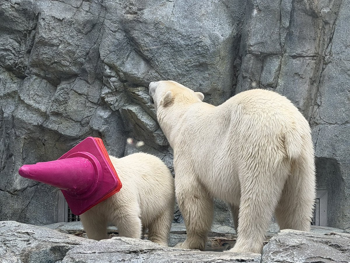 hanasmr's tweet photo. ホッキョクグマ🐻‍❄️

モモちゃんとカラーコーンなモモ太くん
#男鹿水族館 #GAO #ホッキョクグマ #polarbear #モモ太 https://t.co/9GSbBfCZtf