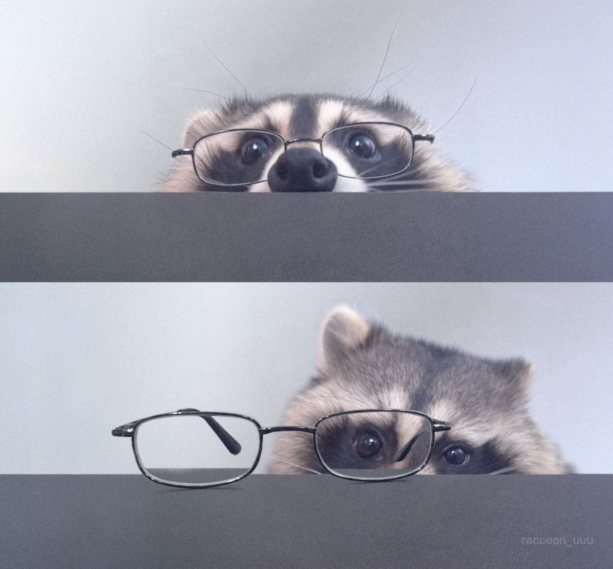raccoonAuras's tweet photo. https://t.co/YC9tqWJpaa