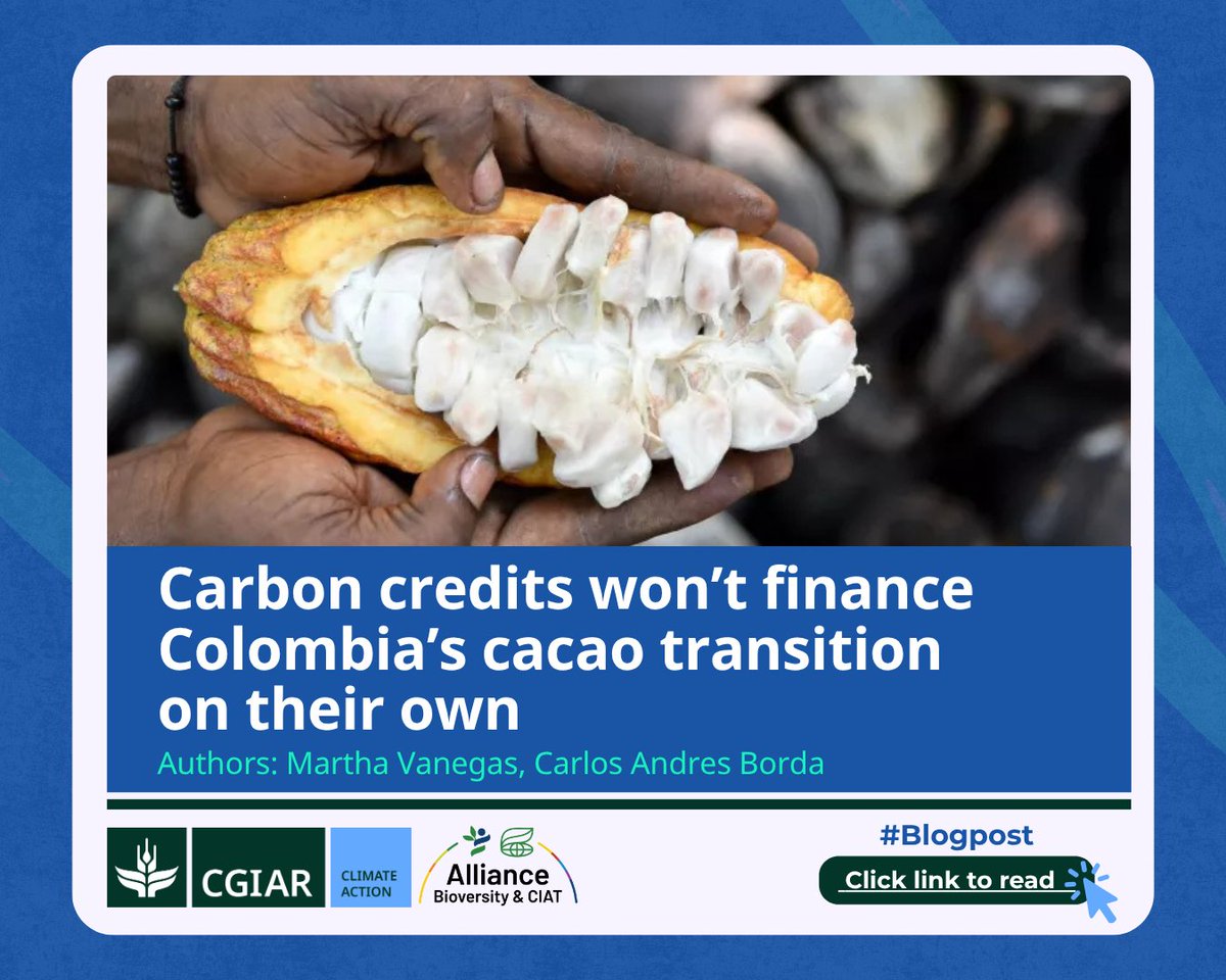 CGIARclimate's tweet photo. Carbon credits alone are unlikely to make cacao agroforestry affordable for farmers in Colombia.

@CGIAR research in Caquetá and César found that farmers still face several years of costs and reduced income before the main returns arrive.

⏩ Learn more: https://t.co/ZUWpp4gFXd https://t.co/sQnj6cvQqh