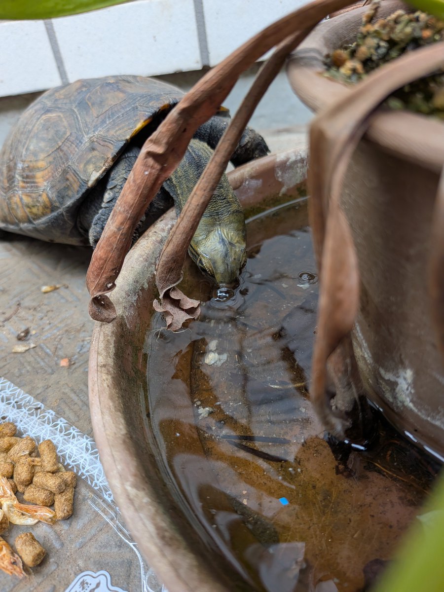 moyamoyacky's tweet photo. 食虫植物の腰水を飲むとは、面白いところを見つけましたね。
それともボウフラを食べるつもりですか？ https://t.co/Jb6T2ocE7Q