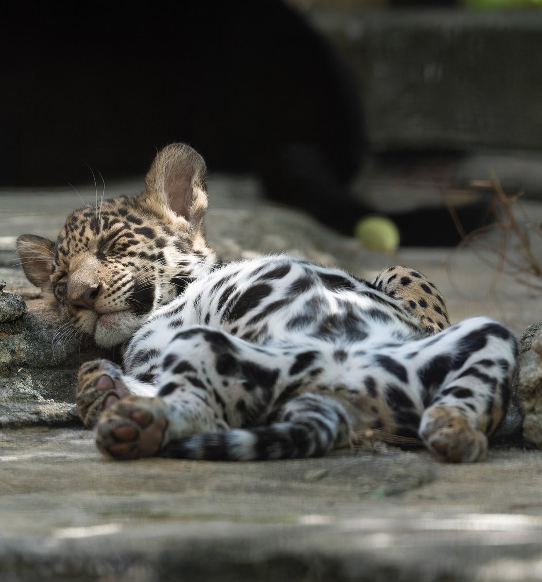 rikunow's tweet photo. 大物の予感
ヘソ天で爆睡してました
#ジャガー #とべ動物園 https://t.co/ZElbV158t9