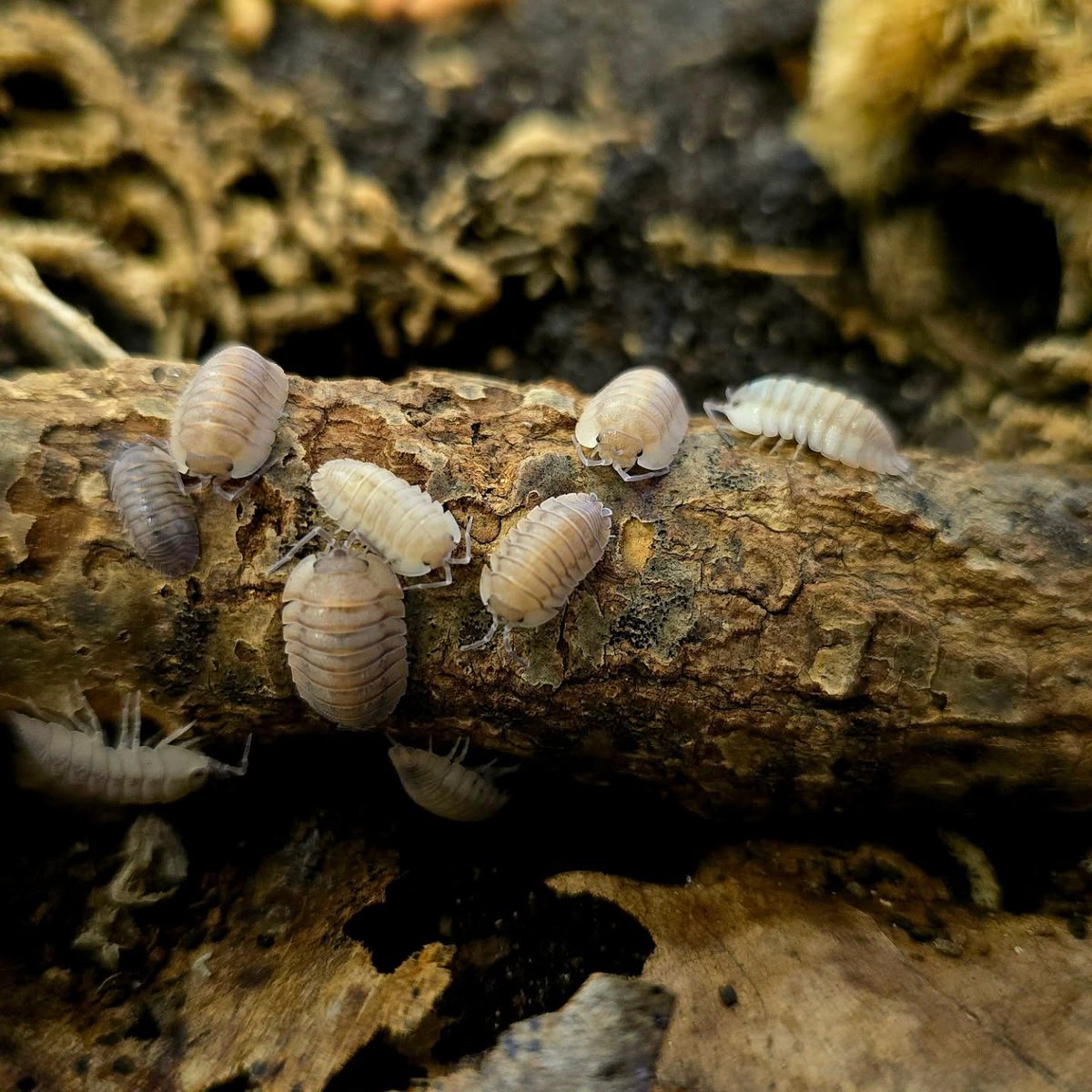 ContessaStkrjh's tweet photo. Armadillidium pallasii “Corfu” are thriving and doing exceptionally well. They’re also known as Pallas’s pill woodlice. https://t.co/WuW5ECtCSq