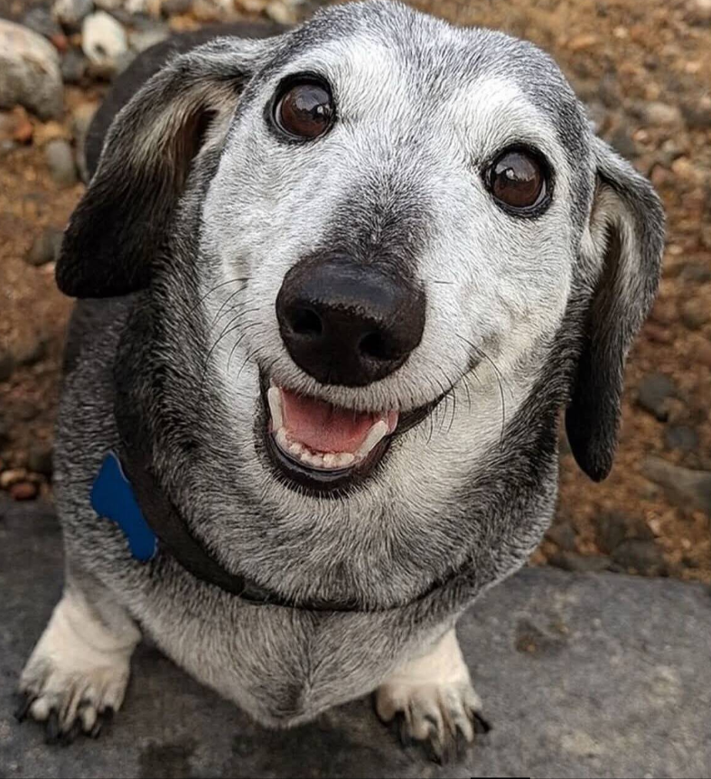 rW4rh1rtCP9kZnY's tweet photo. It’s my 18th Birthday. Mama adopted me 12 years ago and I’m the best girl.🎂❤ https://t.co/hKyd3KUdrY