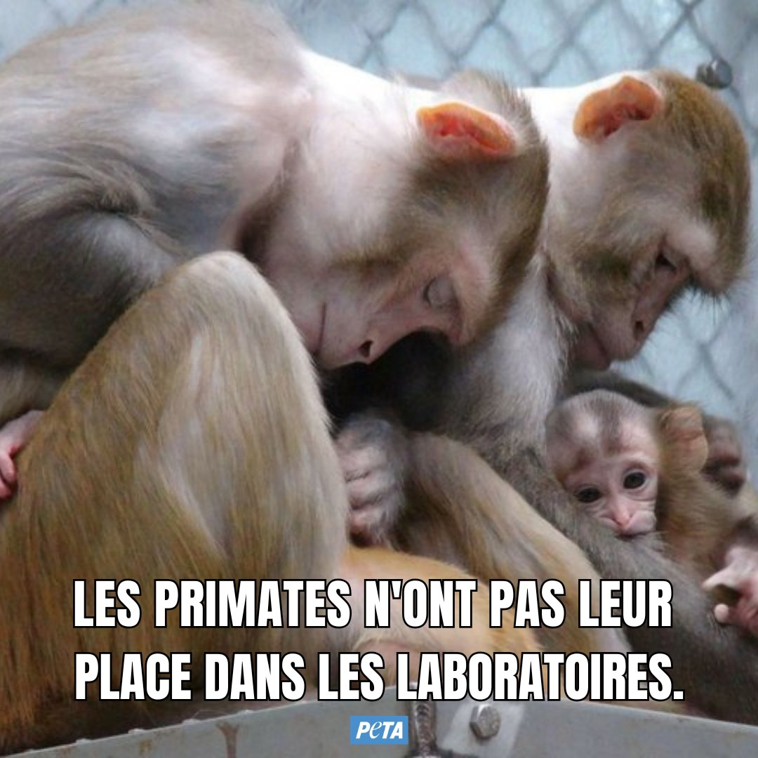 PETA_France's tweet photo. 🐒 Chaque année en France, plus de 2 millions d’animaux subissent des expériences, dont près de 3 500 primates. Ces êtres sensibles n’ont rien à faire dans des laboratoires. Partagez si vous êtes d'accord.

#JournéeInternationaleDesPrimates https://t.co/LConjpC967