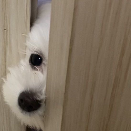_mi0_0me_'s tweet photo. 안농🐾 https://t.co/ilhBRs2rgS