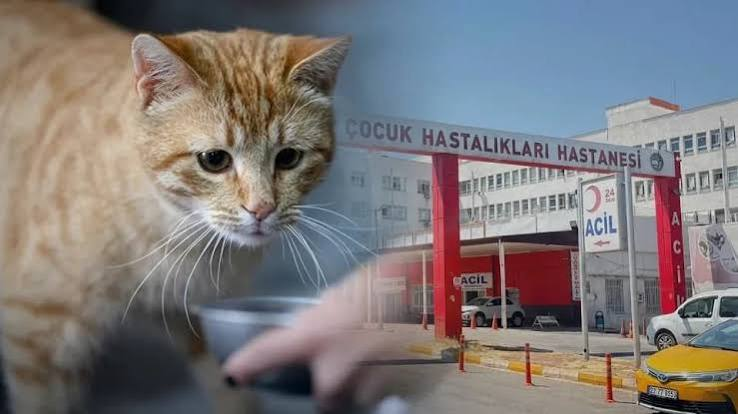 kemalozercom's tweet photo. Diyarbakır’da 3-4 yaşındaki bir kız çocuğumuzun, kedi ısırması sonucu kuduzdan vefat etmesi,

Cem Yılmaz adlı İngilizcinin zoylutarının kalp krizi geçirmesi kadar gündem olmadı bu ülke de!

Bakan Memişoğlu'ndan Cem Yılmaz'ın sağlık durumuna dair açıklama yaptı ama bu çocuk hakkında hiç konuşmadı.