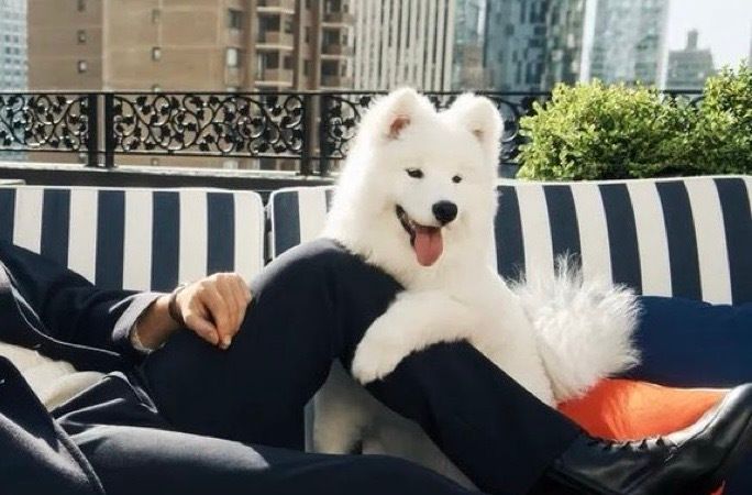 TheSwiftSociety's tweet photo. 🚨| Forbes confirms that Taylor Swift and Travis Kelce’s dog is a Samoyed named Wendy! 

🔗: https://t.co/VQ1rlb6PVk https://t.co/KBB8eEXmRf