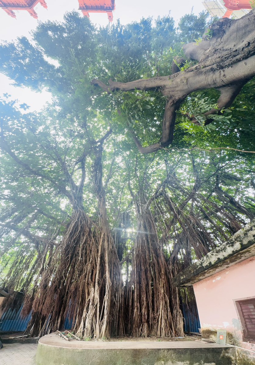 nisharai_ggc's tweet photo. #September arrives with a quiet promise: beautiful things can still happen before the year ends !
#Grateful
#NatureTuesday 🧡
#welcomeSeptember
#IndiAves https://t.co/DMbMbtPSMD