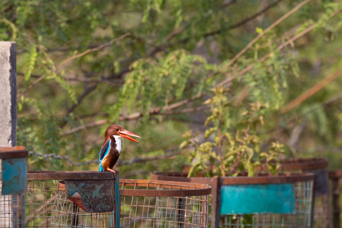 iitgn's tweet photo. 🌿🐦 𝐋𝐢𝐟𝐞 𝐨𝐧 𝐜𝐚𝐦𝐩𝐮𝐬, 𝐛𝐞𝐲𝐨𝐧𝐝 𝐭𝐡𝐞 𝐜𝐥𝐚𝐬𝐬𝐫𝐨𝐨𝐦𝐬. 

From early-morning calls to quiet moments among the trees, the birds of IIT Gandhinagar add their own rhythm to campus life.

#IITGN #IITGandhinagar #CampusLife #CampusBirds #NatureAtIITGN https://t.co/TcRNHmQJbt