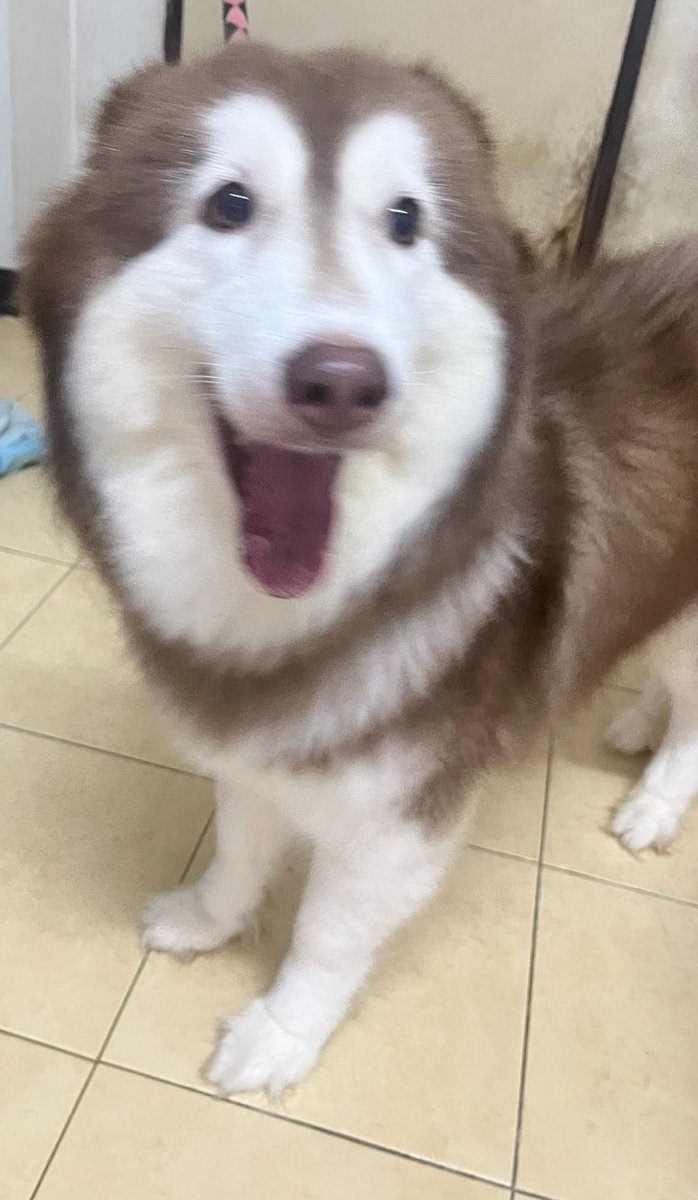 mamaCK_'s tweet photo. หาบ้านให้น้องค่ะ เจ้าของน้องไม่อยู่แล้ว🥹
พี่ที่รู้จักฝากหาบ้านค่า น้องยังเล็กอยู่เลย
มีใครอยากเอาน้องไปดูแลมั้ยคะ เราช่วยค่าอาหาร3เดือนค่ะ เด็มมานะคะ https://t.co/dgwkznyBkU