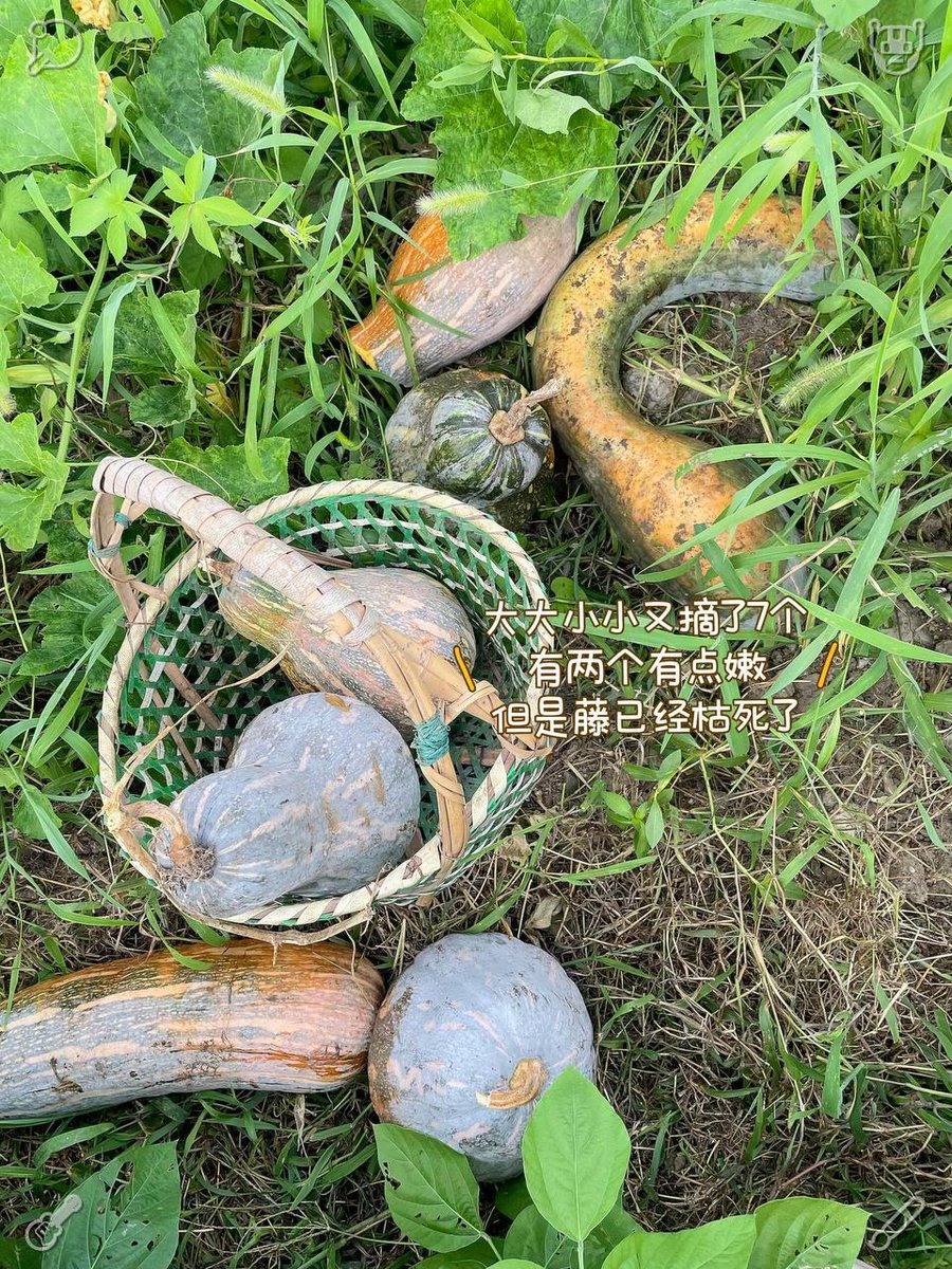 KayTappin's tweet photo. ⛽周末和朋友去露营，萧山，北京，杭州，重庆，西安，青岛，广州，成都
🤡我最喜欢深圳和上海，背上养包穿行在林间小路
👿漫步在郊区外围的田野和小路，落日将门板镀上一层暖光，尽情拥抱大自然的浪漫。
🛕@pmh923
🐡Light quiet gentle warm happy thoughts. https://t.co/koC9EiVkOx