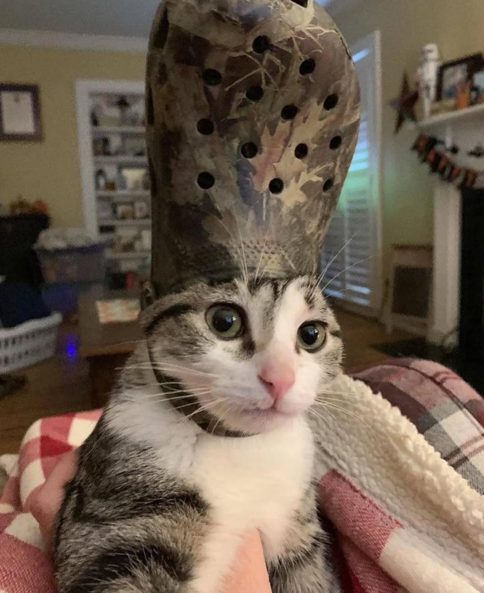 vaness_6yzpf's tweet photo. Kudos to the purrfect camouflage. 😹

/NoPain40 https://t.co/DXEfHUPxPj