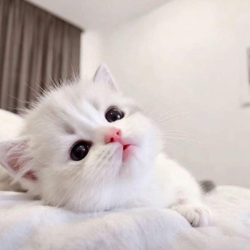 yubb_yu's tweet photo. 想拥有🐱 https://t.co/TtPTrZbz3M