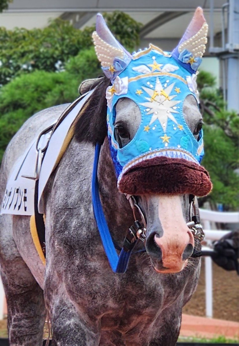 cocoa_air31's tweet photo. 大井1R
#ミンナノブンモ
#達城龍次 騎手
#大井競馬

2着🥈頑張りました👏
今日も可愛いミンナノブンモ
メンコもお似合い🎀🪽⭐ https://t.co/UJHbABAEnX