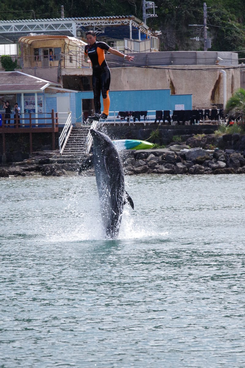 FB16DIT's tweet photo. 下田海中水族館に初めて来たけれど最高の場所です！
生き物との距離が近いし、ショーも大迫力。
景色もキレイ！
#下田海中水族館 https://t.co/c2aIFJ70Qv