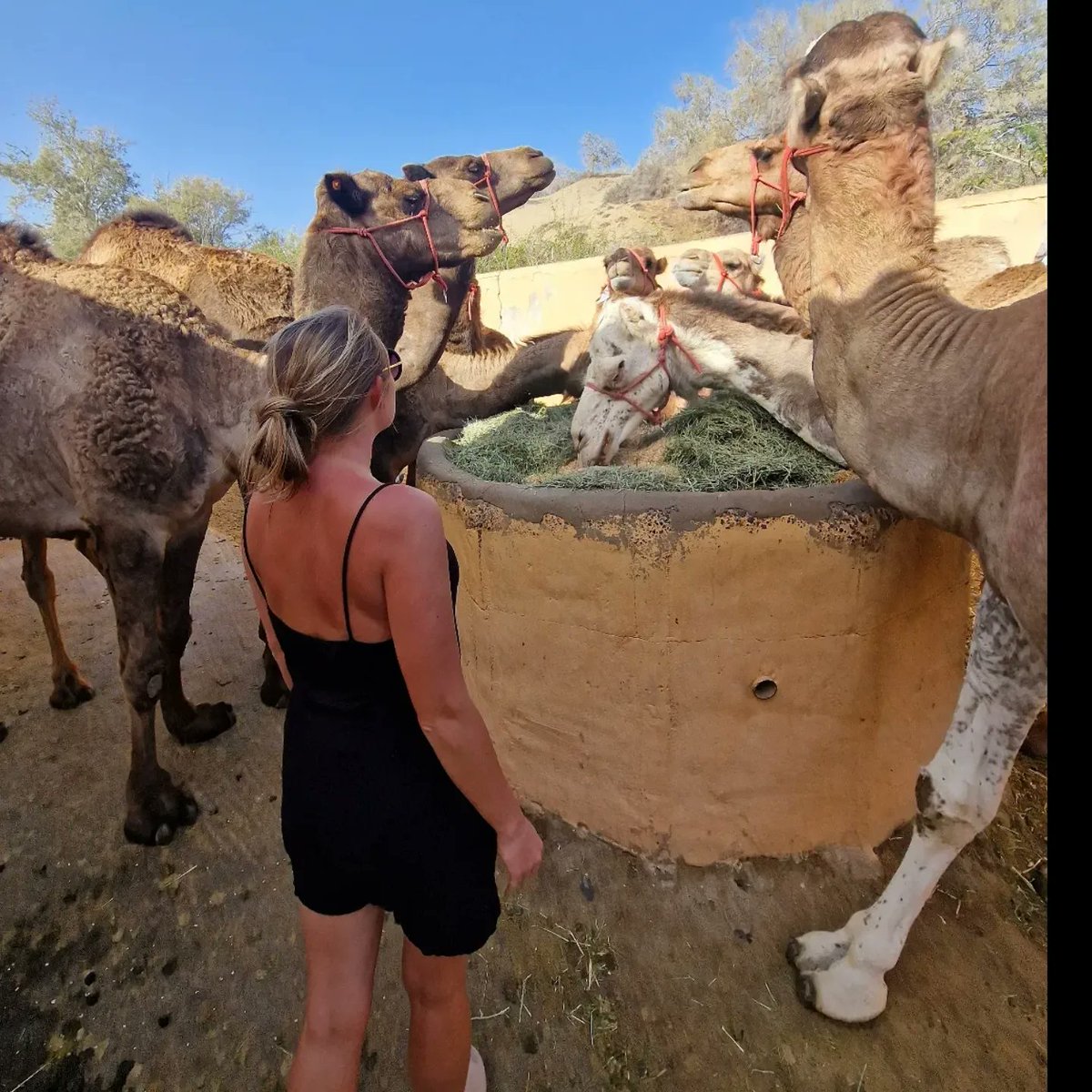 JohnettaKefsj's tweet photo. Canary Islands
Spain
Gran Canaria – Maspalomas
Travel • Camels • Gran Canaria • Canary Islands
Spain • Maspalomas • Sahara Sands https://t.co/DSWKWn3TyN