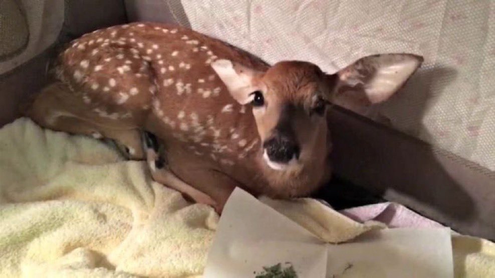 swagmaster86753's tweet photo. stares at you with my big doe eyes: https://t.co/TmJTSrIhdG